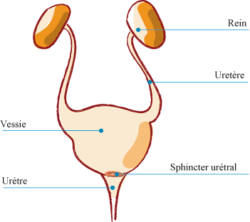 Schema systeme urinaire femme