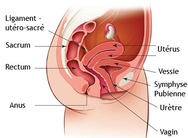 incontinence appareil urinaire femme