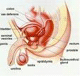 incontinence question sur la prostate