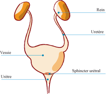 appareil urinaire