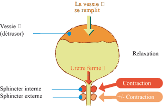 remplissage vessie