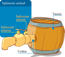 sphincter