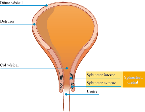 Comment fonctionne le système urinaire ? – HARTMANN Direct