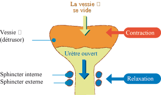 Comment fonctionne l'appareil urinaire ?